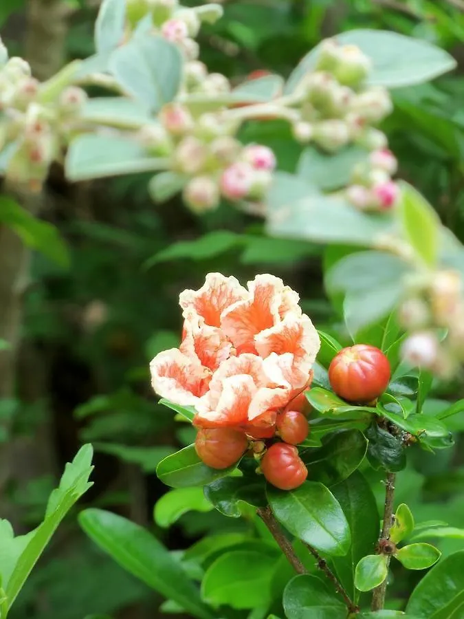 Chambres Et Jardin De Pierres Espedaillac Bed & Breakfast
